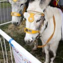 Festive Donkeys