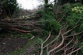 Trees fallen in winds during a storm. (Pic credit: Kelvin Stuttard)