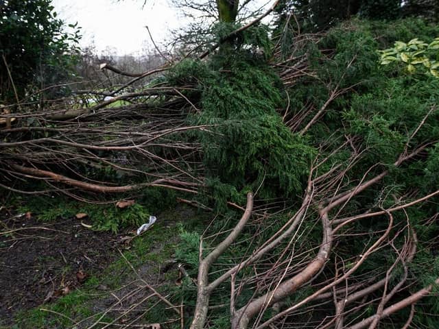 Trees fallen in winds during a storm. (Pic credit: Kelvin Stuttard)