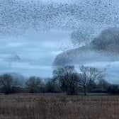 The Starling Murmurations at Ripon Wetlands has been mesmerising the crowds of people who flock to the area