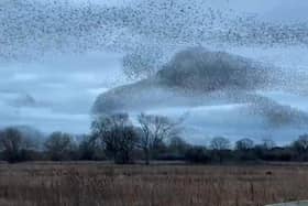 The Starling Murmurations at Ripon Wetlands has been mesmerising the crowds of people who flock to the area