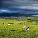 A swaledale sheep on the hills near Clapham Station in the Yorkshire Dales National Park. Picture Tony Johnson