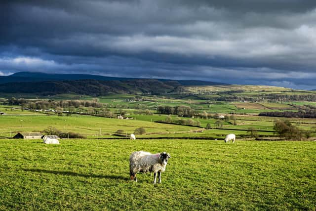 A swaledale sheep on the hills near Clapham Station in the Yorkshire Dales National Park. Picture Tony Johnson