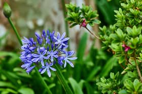 A great herbaceous perennial that can cope with a summer drought, but also handle some of the wettest, chilliest British winters is the agapanthus