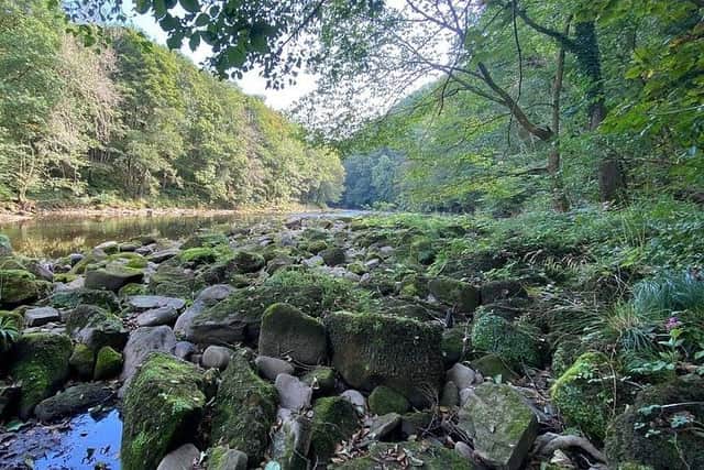 The glory of Hackfall Woods - Nidderdale AONB Woodlands is rated highly by Leisure Lakes Bikes, the Yorkshire-based leading mountain bikes specialists. (Picture contributed)