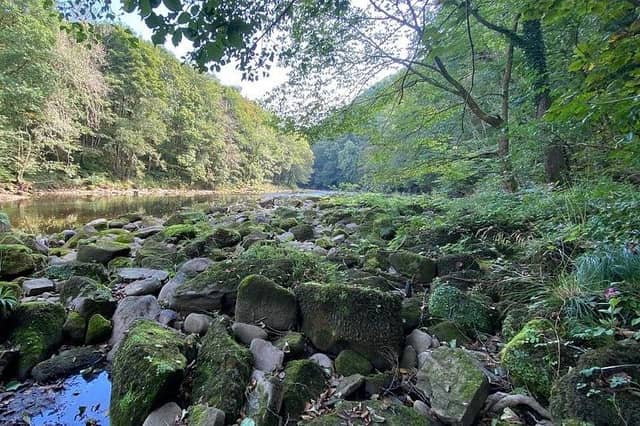 The glory of Hackfall Woods - Nidderdale AONB Woodlands is rated highly by Leisure Lakes Bikes, the Yorkshire-based leading mountain bikes specialists. (Picture contributed)