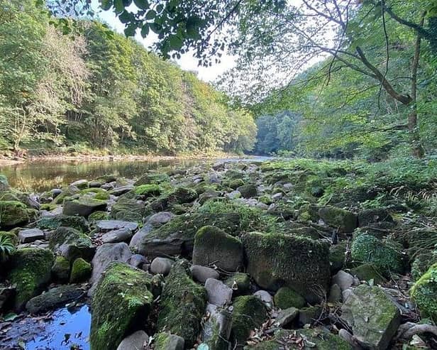 The glory of Hackfall Woods - Nidderdale AONB Woodlands is rated highly by Leisure Lakes Bikes, the Yorkshire-based leading mountain bikes specialists. (Picture contributed)