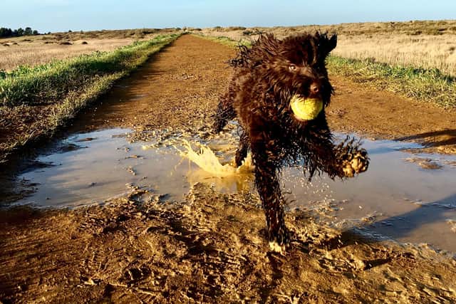 Shelina Duke says popular cockapoos are often misunderstood - Animal News Agency