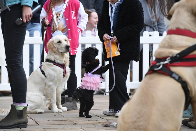 Dogs being judged in the ring.