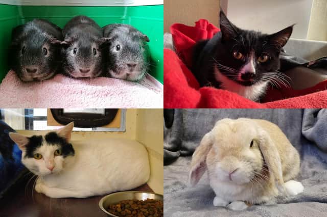 We take a look at some small animals that are currently looking for their forever home at the RSPCA York, Harrogate and District branch