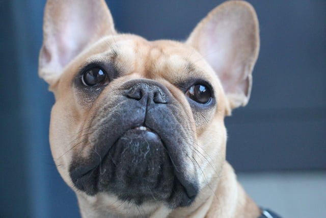 Quirky, playful and full of energy, the French Bulldog is the epitome of a small dog with a big personality. They’re known for their large ears and were originally bred as a ‘companion’ breed, which means they’re very people orientated dogs.