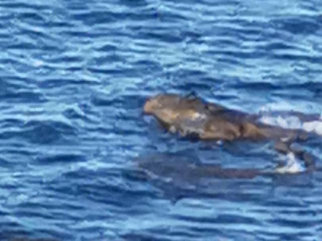 Scarborough reptile expert Jordan Woodhead has given his opinion on holidaymaker’s ‘crocodile’ sighting.
