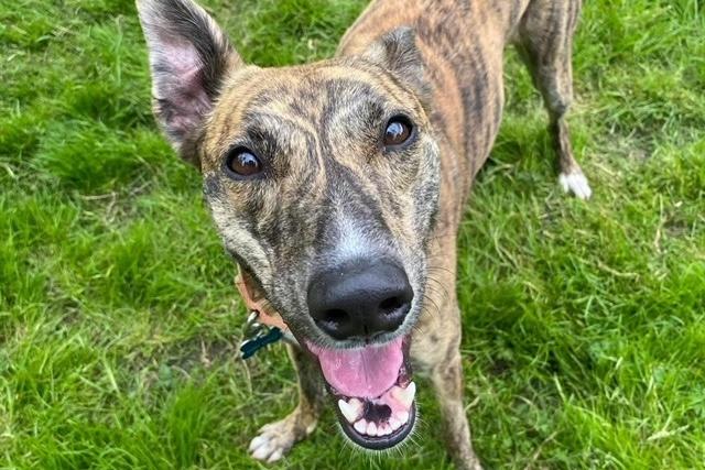 April is a two-year-old Lurcher who came to the centre as an unclaimed stray via the local dog warden. She is a very sweet natured, friendly and confident girl who is full of energy. April loves to live life to the max and will bring a smile to your face. Her most favourite thing in the world is to do 'zoomies' and have fun, but then she will crash and enjoy a long well earned snooze. April is a super friendly girl who will make a fantastic addition to the family.