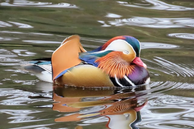 A Mandarin duck having a nap on the River Nidd in Knaresborough, sent in by Paul Birtwhistle