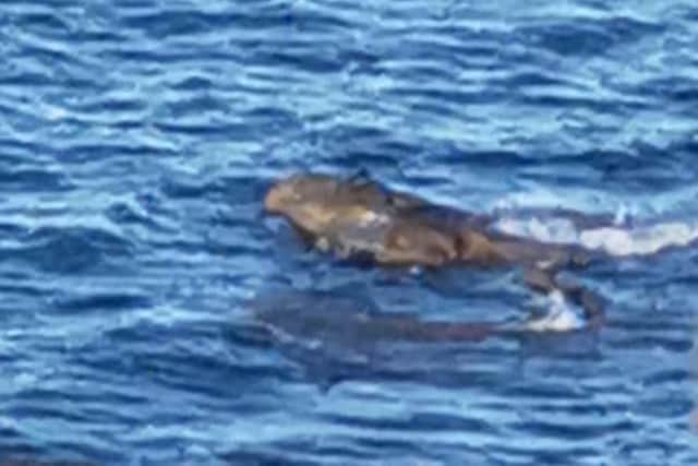 A holidaymaker has claimed to have spotted two 'crocodiles' near Scarborough. (Photo: Sarah Craven)