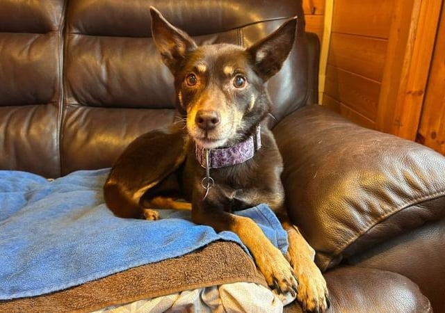 Jango is a 13-year-old Kelpie Cross who is a sweet girl that came to the centre via an inspector after her needs were not getting met. Sadly, she was in a pretty poor state when she was taken into care. However, Jango has had the veterinary treatment needed and is now ready to start her search for a forever home where she will be loved and cherished. Jango is a super friendly little lady who is always keen to say hello to people. She loves nothing more than sitting on the sofa and having lots of snuggles with you.