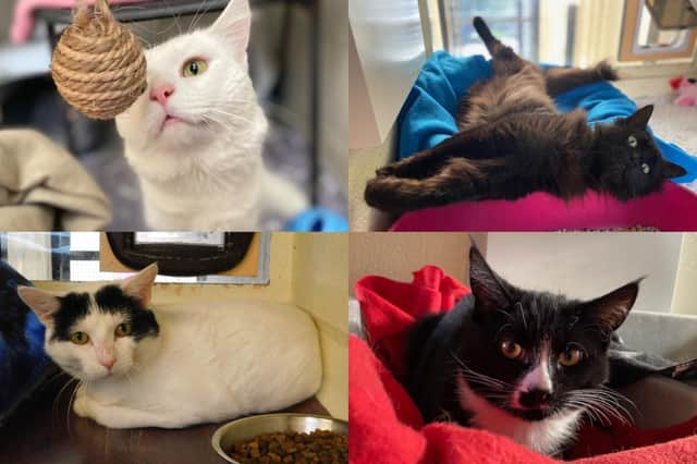 We take a look at nine cats that are currently looking for their forever home at the RSPCA York, Harrogate and District branch