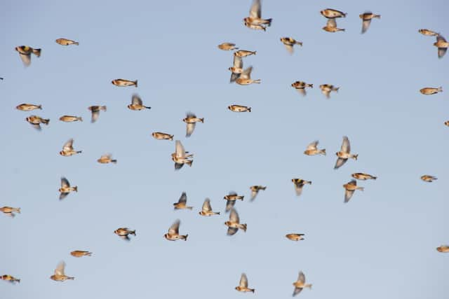 Carl Watts shot this fabulous image of a flock of Goldfinch and Linnet at Staveley Nature Reserve.