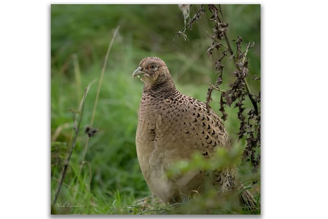 Pictured: A female Common Pheasant at Studley Royal Deer Park.