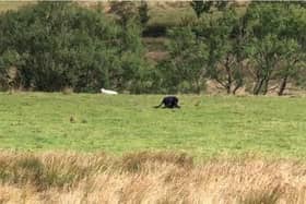 Teens had just passed Jacob’s Ladder in the Peak District when they spotted what they thought was a wild cat