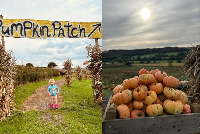 The farm has three pumpkin fields with thousands of pumpkins to choose from.