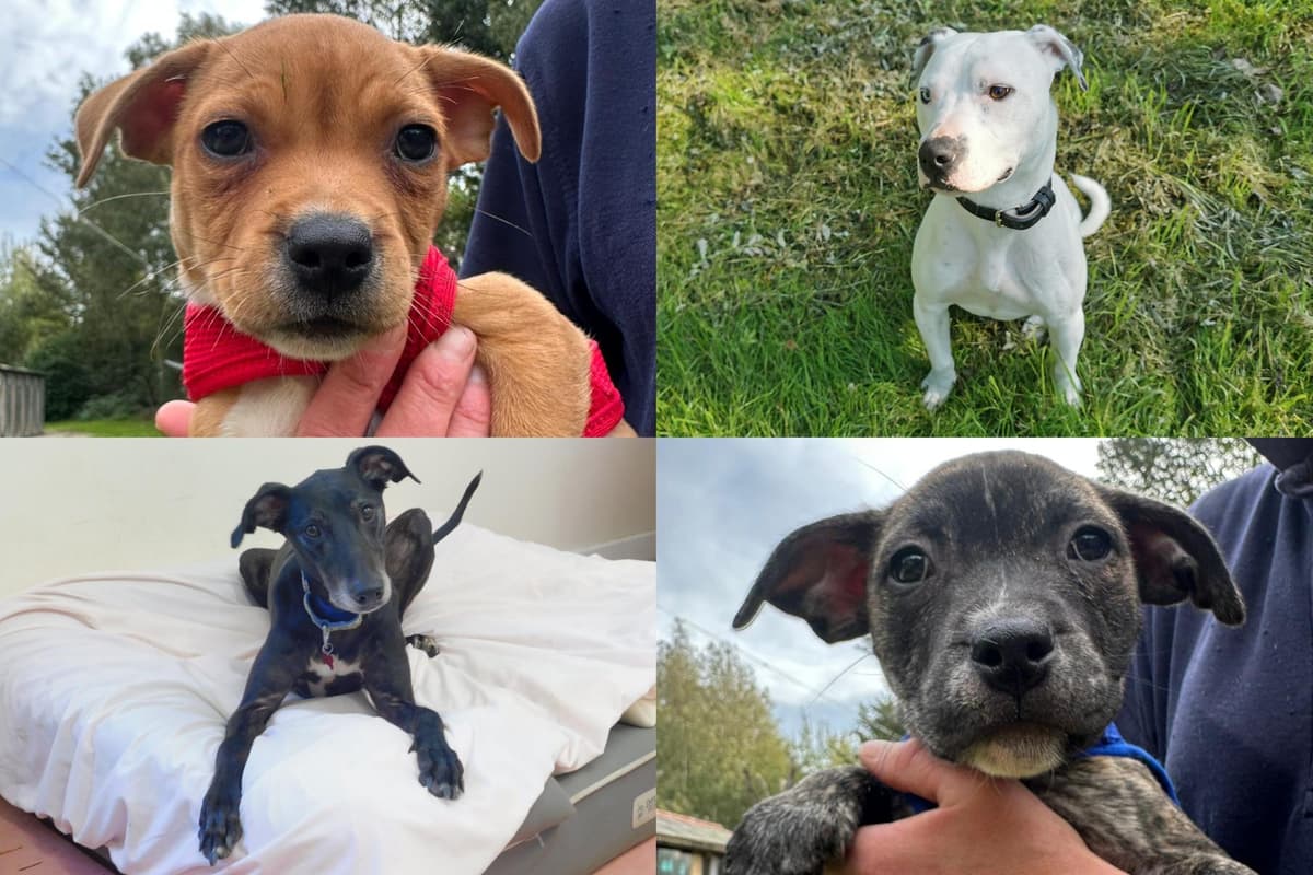 IN PICTURES: Here are 14 dogs available for adoption and looking for
