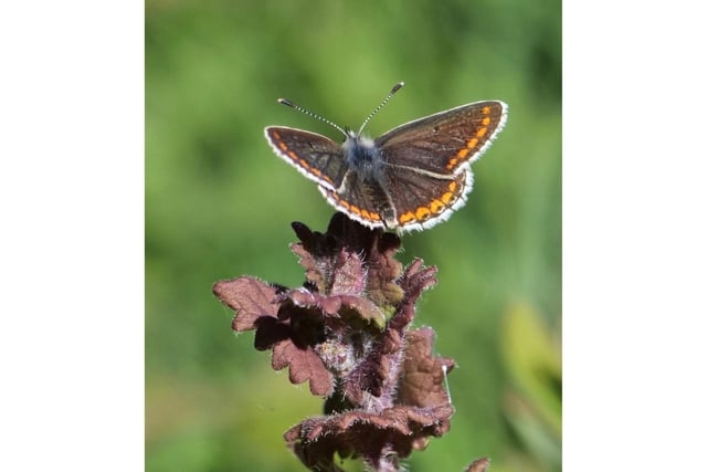Pictured: A Brown Argus Butterfly ready to take flight.