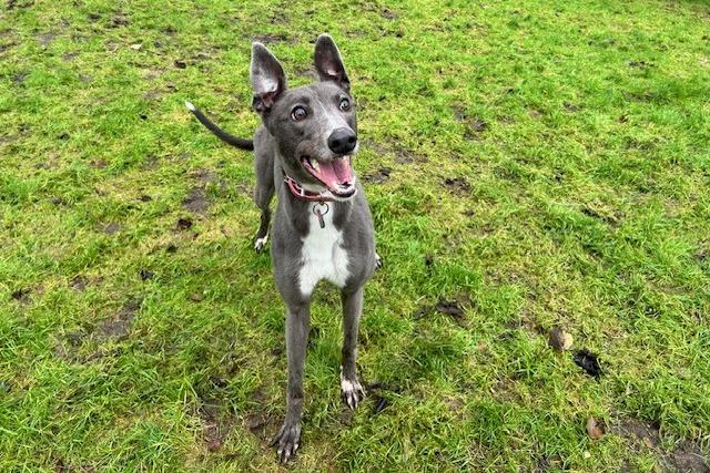 Ella is a three-year-old Greyhound who is a lovely sweet girl that came to the centre as her previous owner could no longer meet her needs. Ella is a real cuddle monster who just loves to snuggle in for cuddles whenever she can. She has a gentle nature and is quite a calm girl until it's time to do 'zoomies'. Ella loves being out and about and makes the most on her walks by sniffing and taking in the country air. She will make a really lovely, loyal and great best friend.