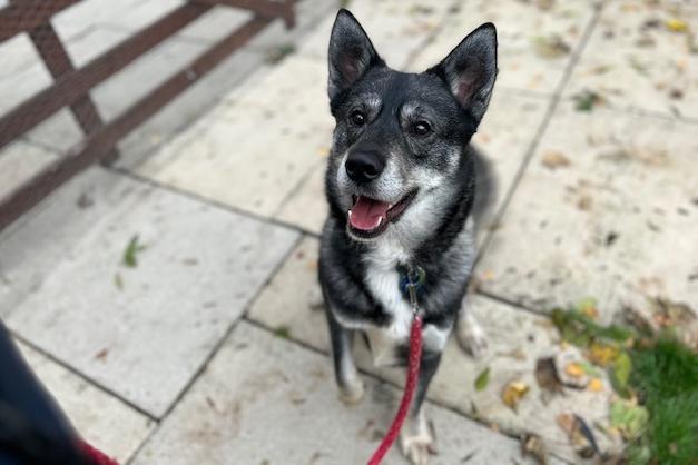 Cheddar is a three-year-old Husky Crossbreed who came to the centre via an inspector after his welfare had become compromised. Unfortunately Cheddar has had a pretty tough life up to now and he is now looking for a second chance. Once Cheddar gets to know you he is a very affectionate boy who loves to be with his people. He is a very loyal dog who will make a wonderful best friend for the right person.