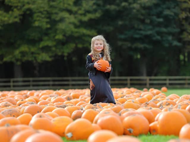Tickets are now on sale for Halloween celebrations at North Yorkshire’s Stockeld Park
