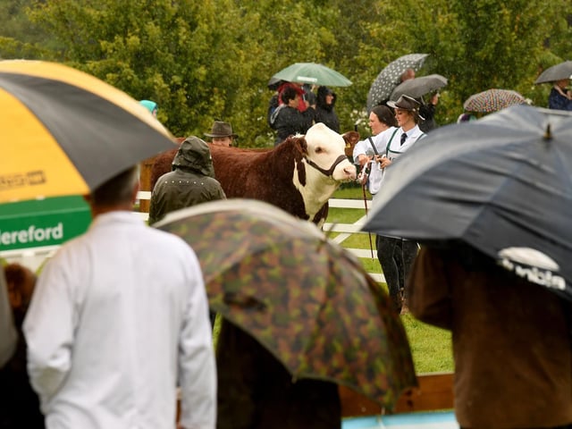 Umbrellas at the ready on day one of the Great Yorkshire Show