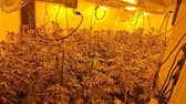 Funny moment cops raid a £420k cannabis farm...and find a sleeping drug dealer