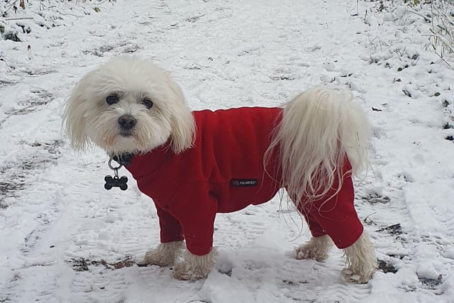 A dog wrapped up in his coat and enjoying the snow on his morning walk