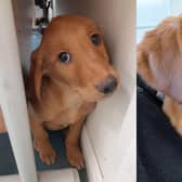 North Yorkshire Police have welcomed Maggie as their newest 'student officer' to join their dog section