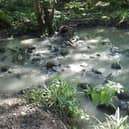 Record £1 million payout by Yorkshire Water - In 2016 the Environment Agency received a report of pollution in Harrogate’s Hookstone Beck. (Picture contributed)