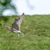 Nidderdale Area of Outstanding Natural Beauty and the Yorkshire Agricultural Society have joined forces to celebrate Northern farmers making a significant contribution to Curlew conservation