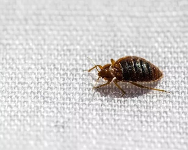 Expert shares top tips to avoid bed bugs on holiday