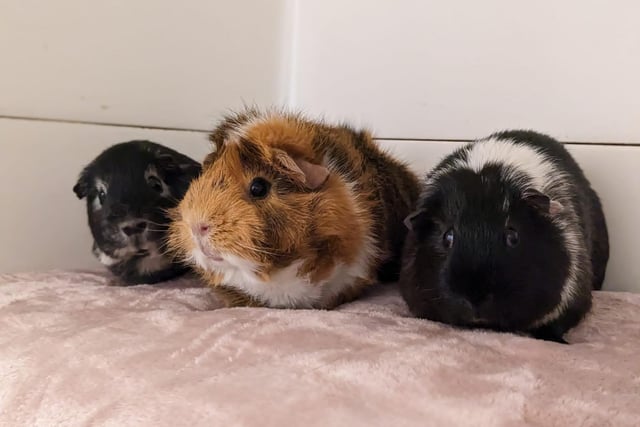 Chutney, Coco and Mr Bruno Wasabi are three gorgeous little guinea pigs who all came to the centre for various reasons. They have all bonded together to make a lovely little family and are now looking for their happy ever after. Chutney is a very nervous and timid girl so will need patient and understanding adopters, while Bruno is a little more confident and with careful handling will come out of his shell a little more. Coco is a friendly little girl but does not like being handled too much but will come to you for a fuss and especially for some vegetables.