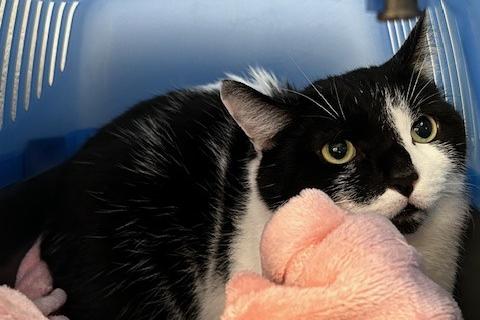 Harry is a five-year-old domestic short haired who came to the centre via an inspector after his owner sadly passed away. Harry is so upset at the moment and is feeling like his whole world has come crashing down on him and is spending all his time hiding away from the world. He will need very understanding adopters who will give him as much time and patience he needs to heal.