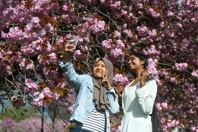 Leeds University students Resti Salmayenti and Simranjeet Kaur taking selfies amongst the cherry blossom trees on the Stray