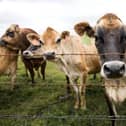 Firefighters have rescued a cow from a barbed wire fence after a call from a walking group in Harrogate