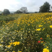 Wildflower meadow at Make it Wild's Dacre site