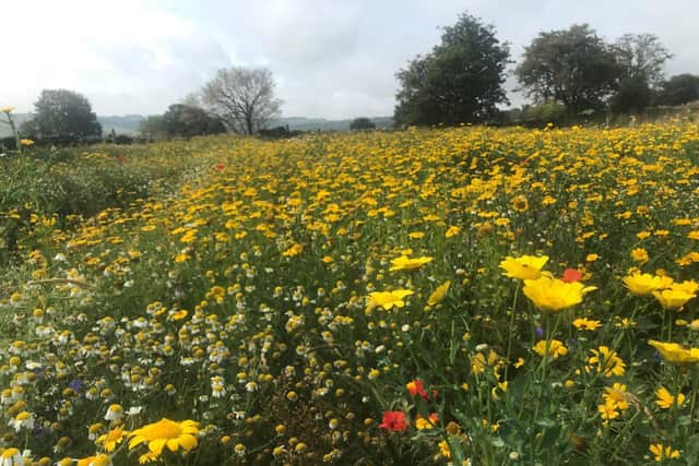 Wildflower meadow at Make it Wild's Dacre site