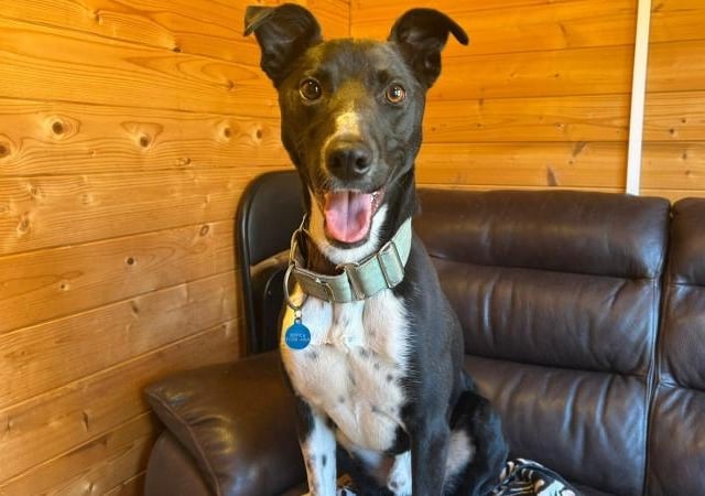 Frog is a two-year-old Lurcher who is a lovely lad that came to the centre via the local stray dog service. Frog was extremely nervous and very shy when he first arrived at the centre, but with lots of gentle training and TLC, he has matured in to a smashing dog. Frog loves playing with a ball. He still has to master the concept of bringing the ball back to you but being a lurcher it is more the thrill of the chase for him. Frog really is a very sweet boy who has missed out on so much in his young life. He is now ready to face the big wide world and all it has to offer. With his family by his side to keep him safe, he is looking forward to a brighter future.