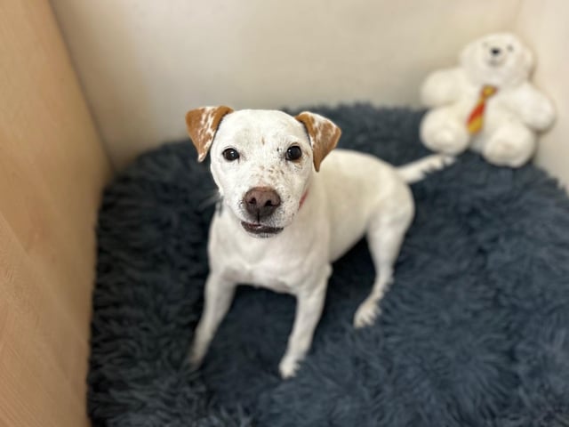 Milo is a six-year-old Jack Russell Cross Patterdale who came to the centre via an inspector after his needs were not getting met. Milo is a very friendly, sweet and loving boy who will sit on your knee for hours having a fuss if he could. He is also a tenacious little terrier from a working background so adopters must take this into consideration and channel his natural instincts into play. Milo is a mixture of lazy lap dog to intelligent, hard working and inquisitive terrier.