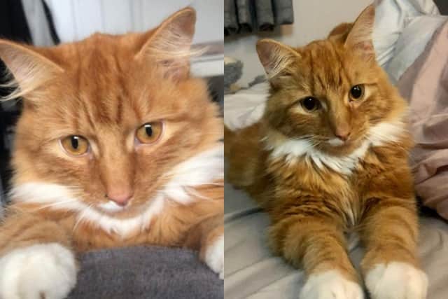 North Yorkshire Police have launched an investigation after a ginger cat called Timmy was shot dead in Harrogate