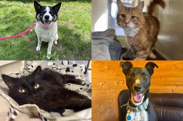 We take a look at 13 adorable dogs and cats available for adoption and looking for their forever home at the RSPCA York, Harrogate and District branch