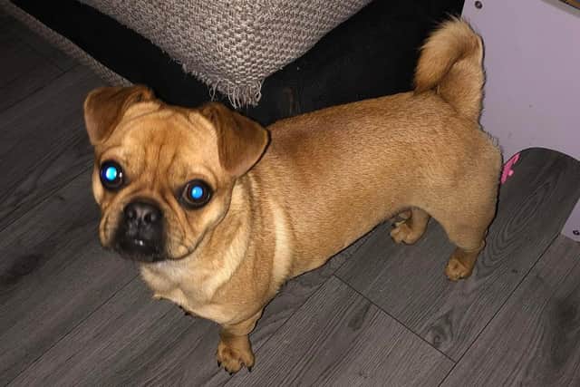 Buddy, an 18-month-old Pug Chihuahua Mix, has been missing from Harrogate for seven days