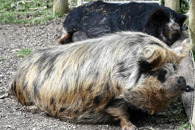 British KuneKune pigs Tina Turner and Cher are the celebrities of the farm