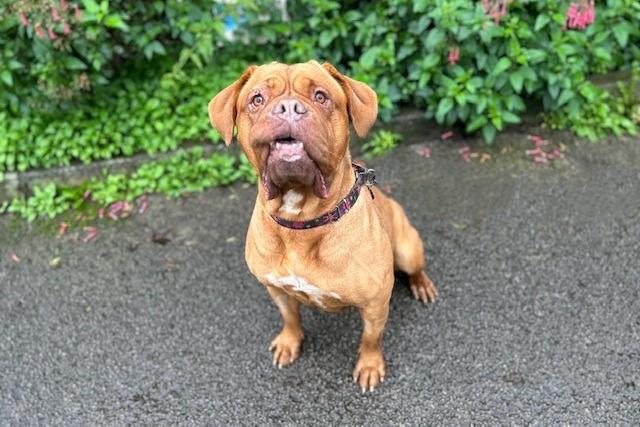 Storm is a six-year-old Dogue de Bordeaux who came to the centre via an inspector after her needs were not getting met. Storm can be a little nervous when meeting people for the first time but once she gets to know you, she is such a lovely natured girl. She loves spending time with her people and once you are in her circle of friends she will love you with all her heart. Storm has had a pretty rough time before she came to the centre so has lots of making up to do. She would love adopters who will show her the joys of life and repay her with lots of love.